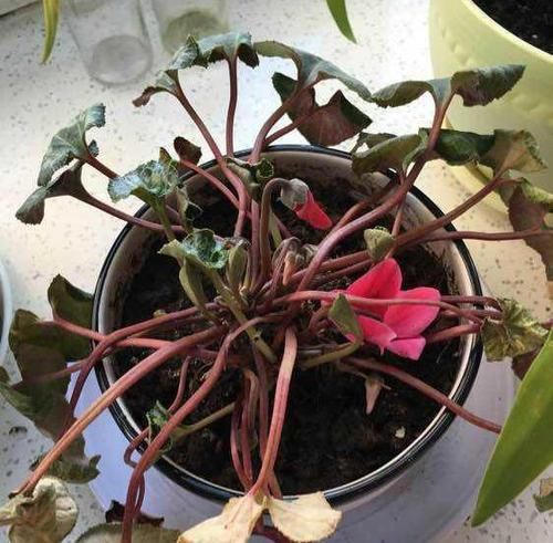  开成：仙客来“爱打蔫”？绕开3个坑，开成“花蝴蝶”