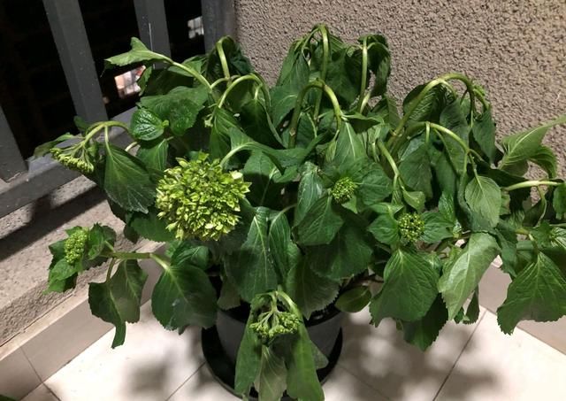  「技巧」绣球花养死好几盆了，买回来的绣球花怎么缓苗？4个缓苗服盆技巧