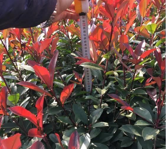  「单杆树形」这种花不开花，全靠彤红的叶子惹人爱！