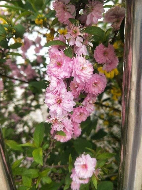  「名字」路边树开花像梅花，长的叶子像榆树，原来名字叫榆叶梅！
