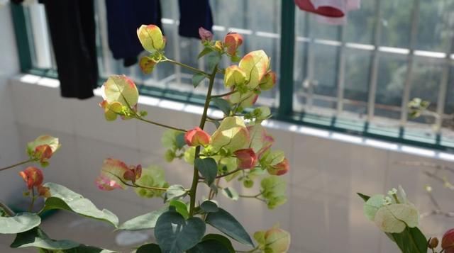  「盛花期的三」三角梅的盛花期间怎样管理