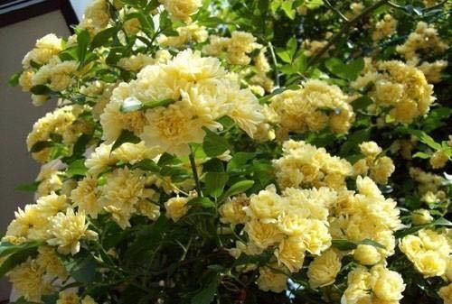 『香喷喷』院子想要香喷喷,此花种几棵,一年开花100多天,比茉莉花还要香
