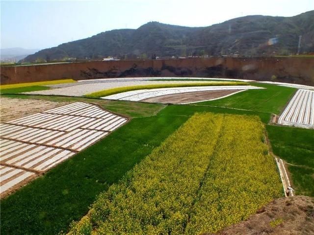 『雨生』雨生百谷,花开百福,陇西的油菜花开了……