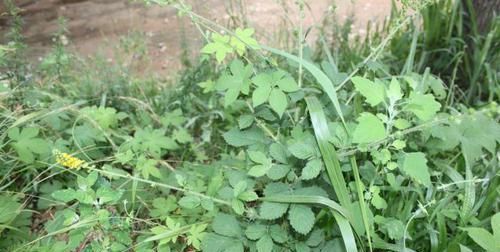  [龙芽草]它是抗癌“特效药”，农村很常见，但知道功效的却很少，可惜了！