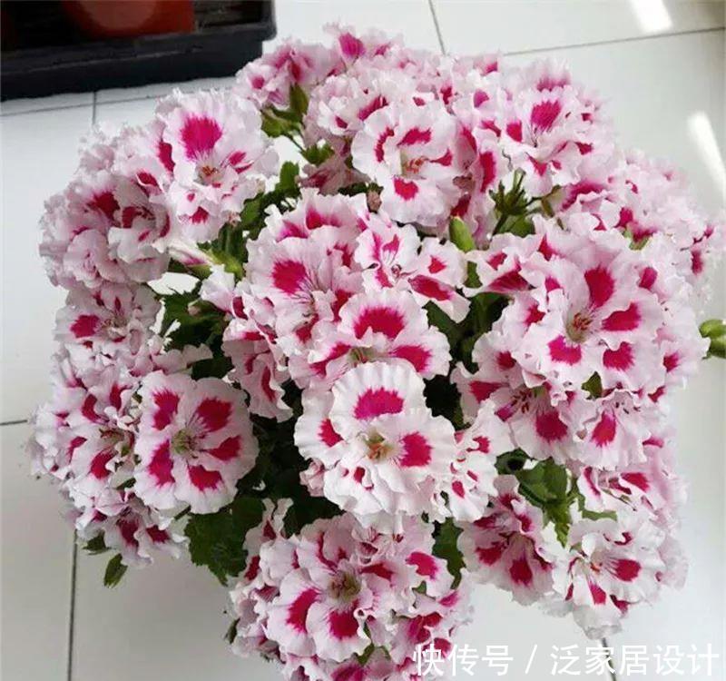 每种■110种天竺葵,每种都超美,看看你认识多少种?