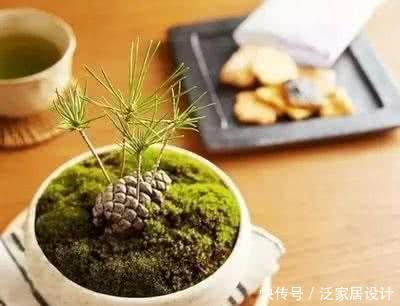  【精致】掉落的松果捡回家，一半埋土里，7天浇一次水，半个月变精致盆景