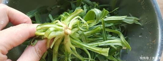  【稀罕】曾是农民痛恨的杂草，如今农民抢着挖，一斤7元成稀罕野菜