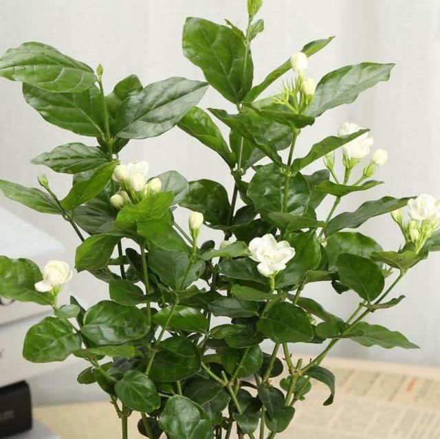  夏季：夏季将至，养几种耐热耐晒的花，不用挪来挪去，光照越强开花越旺