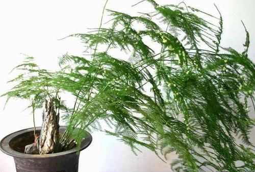  『吸毒草』乡间趣事！这4种花，叶片绿油油，看着就舒心，养家中还能净空气、吸甲醛