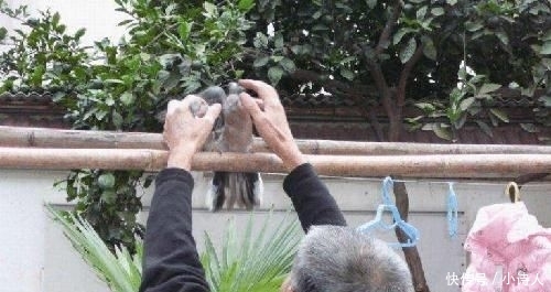  不少■养殖周期仅37天，曾是农业一祸害，如今一只300元，养殖的