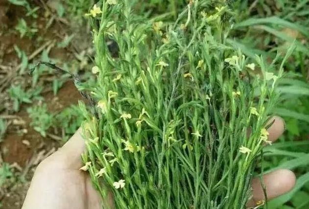 玉米地里有“独脚草”？别当杂草了，效果堪比人参