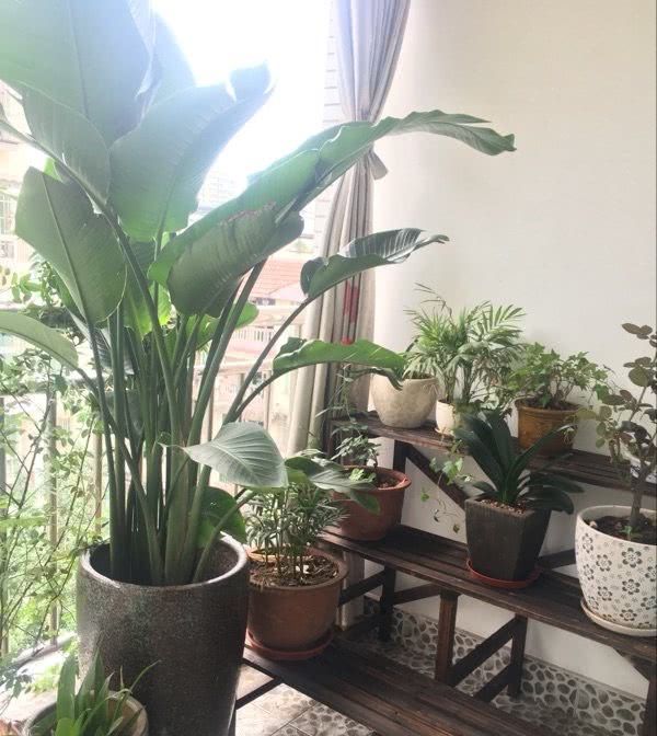  #瞬间#绿植花草这样摆放，阳台瞬间变花园，不仅干净整洁，空间还扩大了