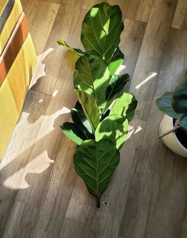  #散射光好#3种树，每月砍1刀，呼呼疯狂冒新芽！