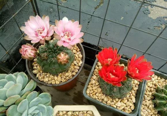 「还要」4种仙人掌植物“爱开花”，一开一大片，比蟹爪兰还要好看！