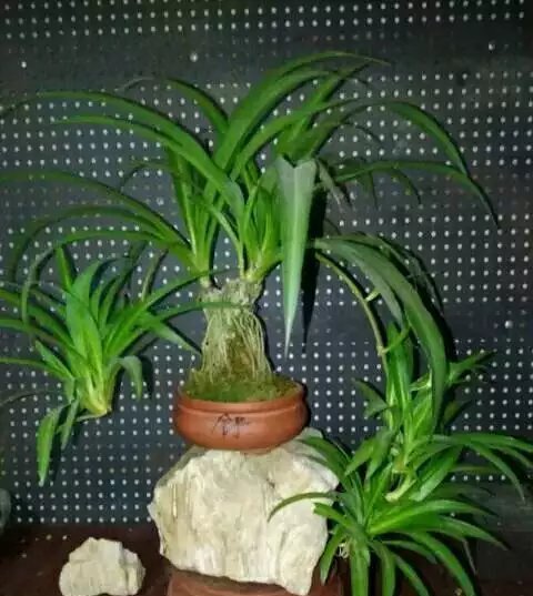 \＂l6\＂: \＂水培富贵竹怎么养\＂给花狠心剃光头,新芽呼呼冒,1年变老桩!
