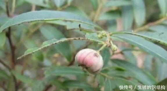 农村有种“算盘子”，过去常被穷人当药，如今市场一斤能卖60元