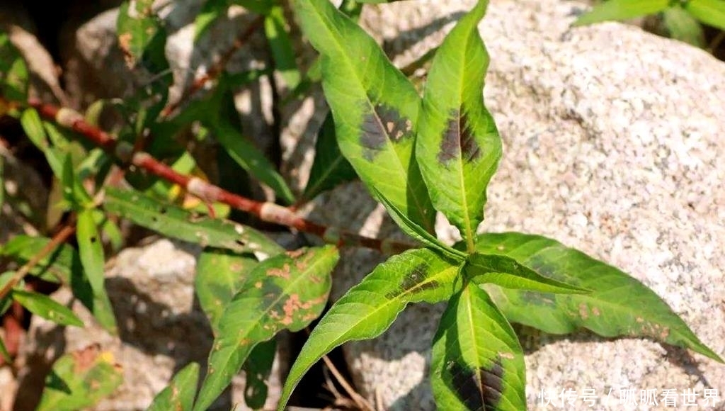  【水上漂】一种植物，猪牛不吃，农民却弄去“喂鱼”？网友：鱼