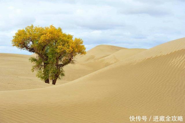 可能会错过国庆，今年额济纳的胡杨林最佳观赏期只有12天