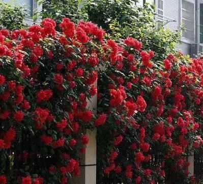  【花开】此花“天下第一香”，比桂花香10倍，花开180天，沾土就活！