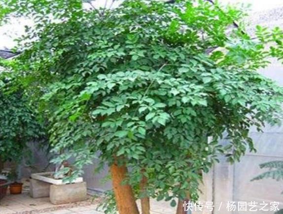  [幸福树]客厅最适合养3种花，叶片茂盛，上档次，好运不断！
