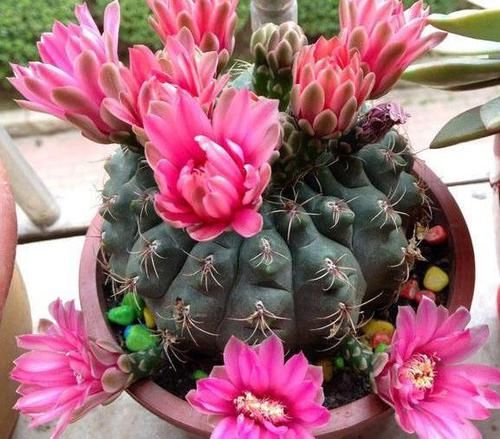  『竟然』仙人球竟然是“开花机器”？你的不开花？养错了吧