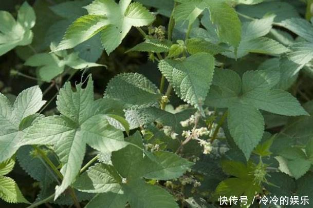 农村以前常见的一种野草，总被当做猪饲料，现在市场200一斤