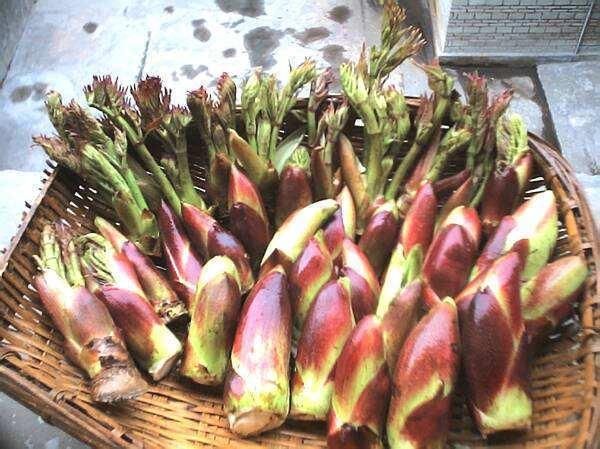  「回家」农村一种树，生在路边不起眼，以前砍了当柴烧，现在挖