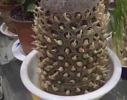 种植@废旧油桶别再卖破烂,这4个用途太“给力”,家家户户都用得到