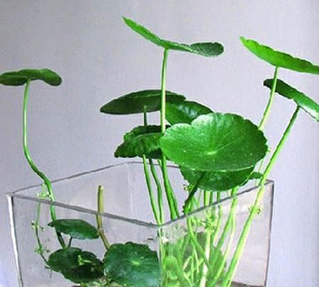  [水里]天一热花就不爱长？6种索性直接扔水里，个个精神气爽！