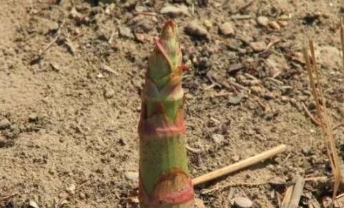  「种植」农民种植的“假甘蔗”，味道酸甜能止咳，其实根部价值高，很珍贵