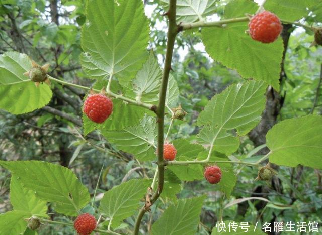  [生姜]山沟下的“1种草”，地下块茎像“生姜”，人称“老虎姜”，珍贵
