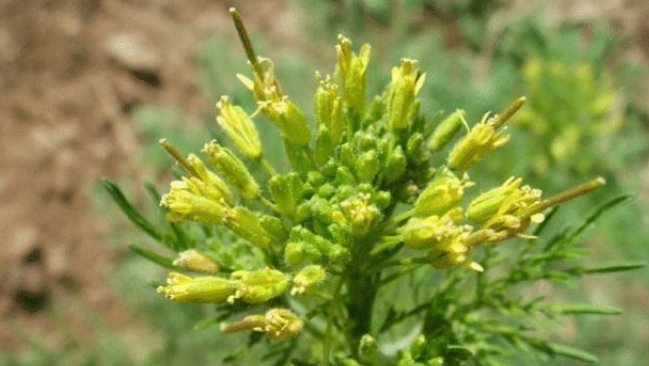  青蒿@农村地里这个草，如今是珍贵野菜，遇见请珍惜