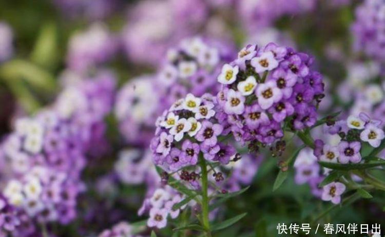 【迷人】喜欢阳台养花,3款小花不能少,好养好看花期长,开花不断好迷人