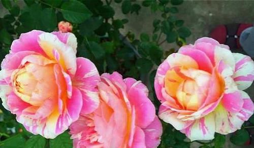  #漂亮#一种耐热又好养的花，以画家“莫奈”之名命名，四季常开漂亮如画