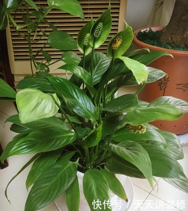  [图片作者]15种超级好养的花，不死鸟居然不是第一，“养花杀手”们试一试吧