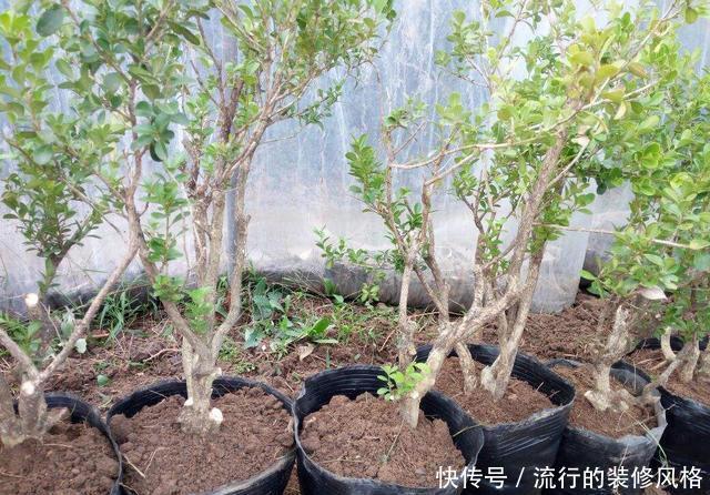 「生长出来」3种价值高的盆景树,养在家里寓意好,多养几年能升值