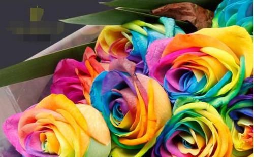  玫瑰：喜欢菊花，不如养盆七彩玫瑰，似晴空彩虹，优雅妖娆，寓意美好