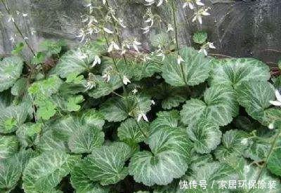  『药材』乡下一种野草，人称“耳朵红”，是一种珍贵药材，遇见要珍惜