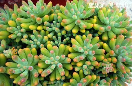 #上名#傻傻分不清的多肉,就看它这儿,一眼就能叫上名!