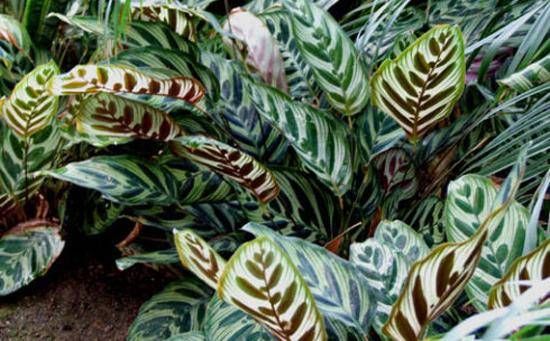  「植物」观叶植物中的翘楚！彩叶竹芋怎么养护，叶片才能更色彩斑斓？