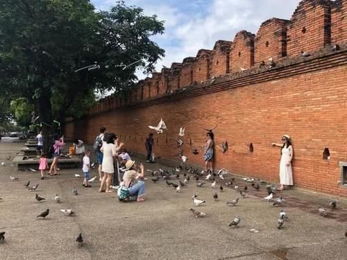 中国游客来泰国清迈旅游，在广场上拍照，竟专门找当地人来吓鸽子