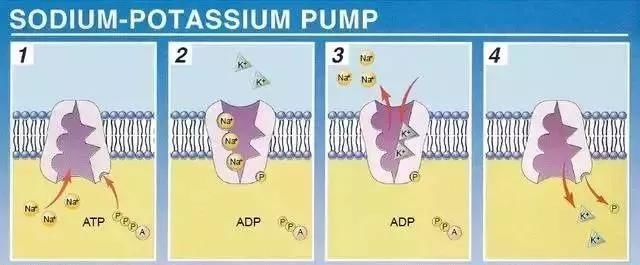 最为常见■10张炫酷动图, 让你秒懂高中生物重要原理，理解更深刻