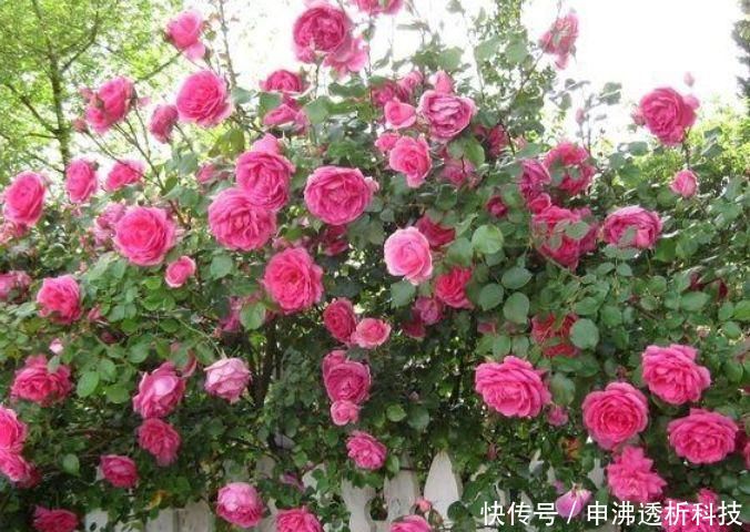 『养眼』“4种花”好养眼，开花一片，花团紧簇，养在家里人人羡慕！