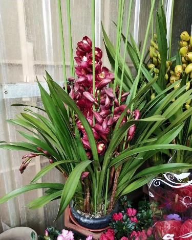  『花型』此花寓意美好，花型独特，品种繁多，适合家庭养护观赏