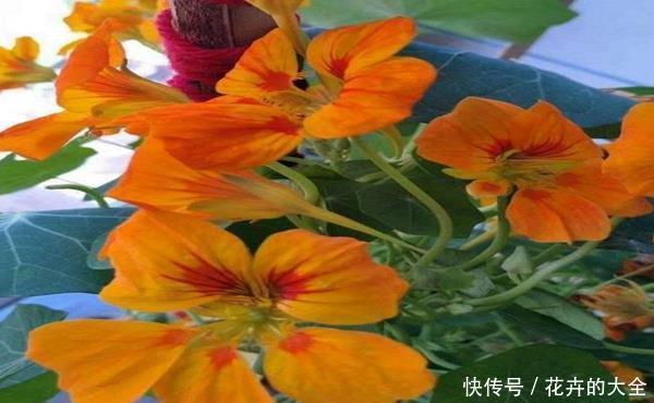 『开爆』旱金莲一棵不浇水都开爆的花!适合忘浇水的你,但是不能少一件事