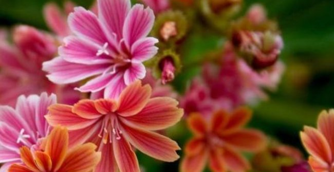 『露薇』颜值较高的露薇花,你得这样养护