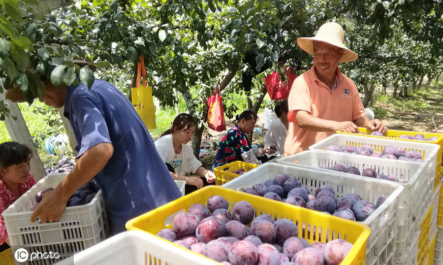 陕西李子滞销烂满地，7毛钱一斤无人收，农民伯伯都急哭了