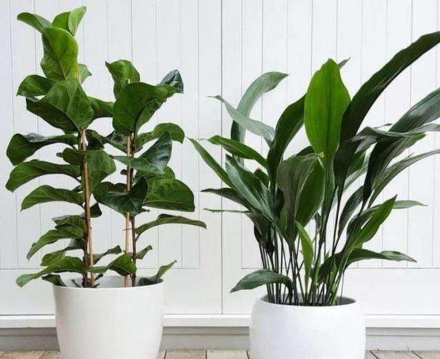 叶兰|1种大叶子植物,既美观又大方,还非常好养