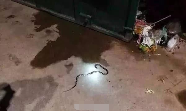 女孩谎称泡酒网购银环蛇当宠物被咬身亡！卖家否认卖蛇却发圈吐槽