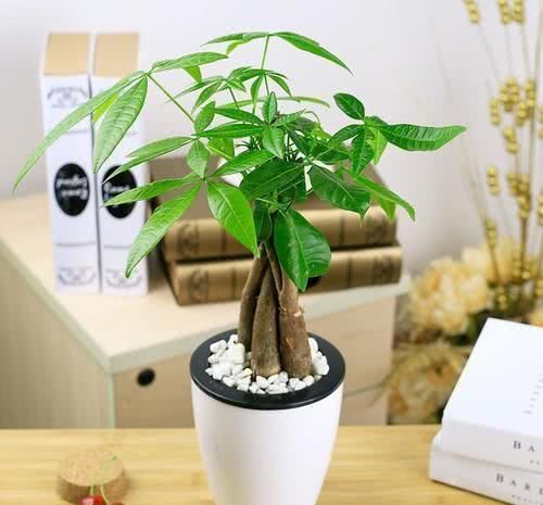  #向植株叶片#盆栽发财树，叶片四季翠绿，要如何管理呢？